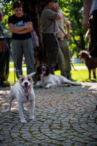 24. Piknik Leśny